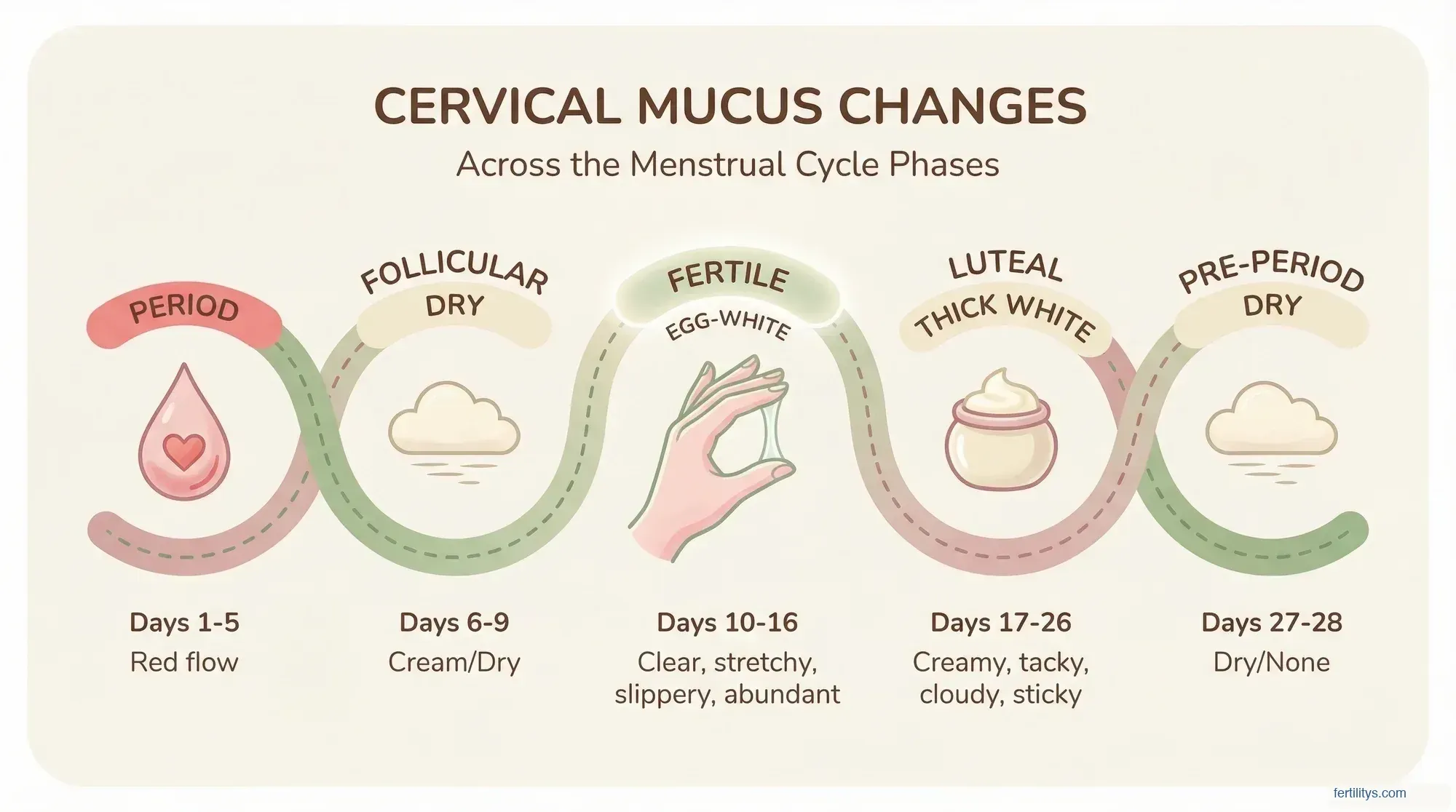 Cervical mucus changes across the menstrual cycle phases — from period through follicular, fertile, luteal, and pre-period
