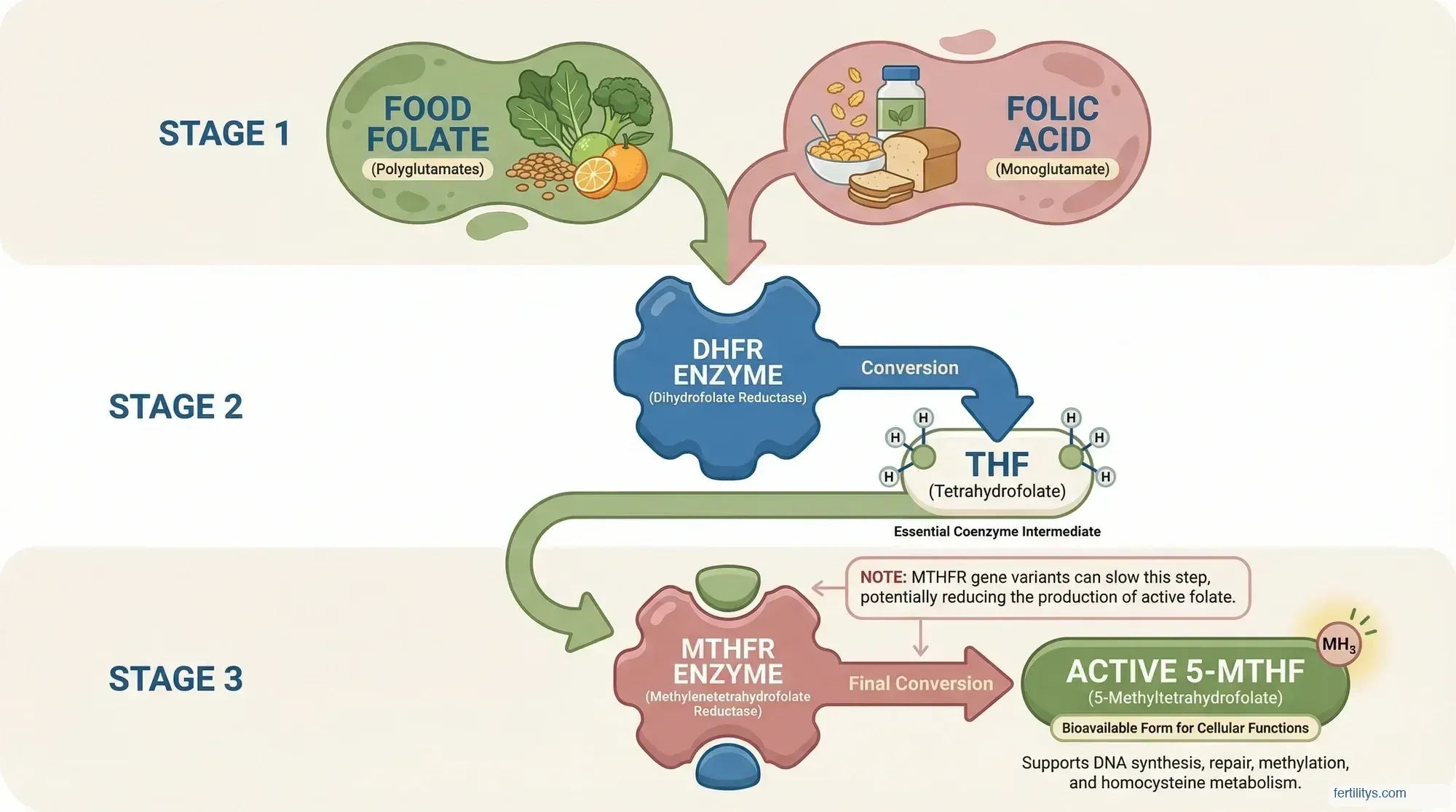 Diagram showing the folate conversion pathway from food folate and folic acid through DHFR and MTHFR enzymes to active 5-MTHF