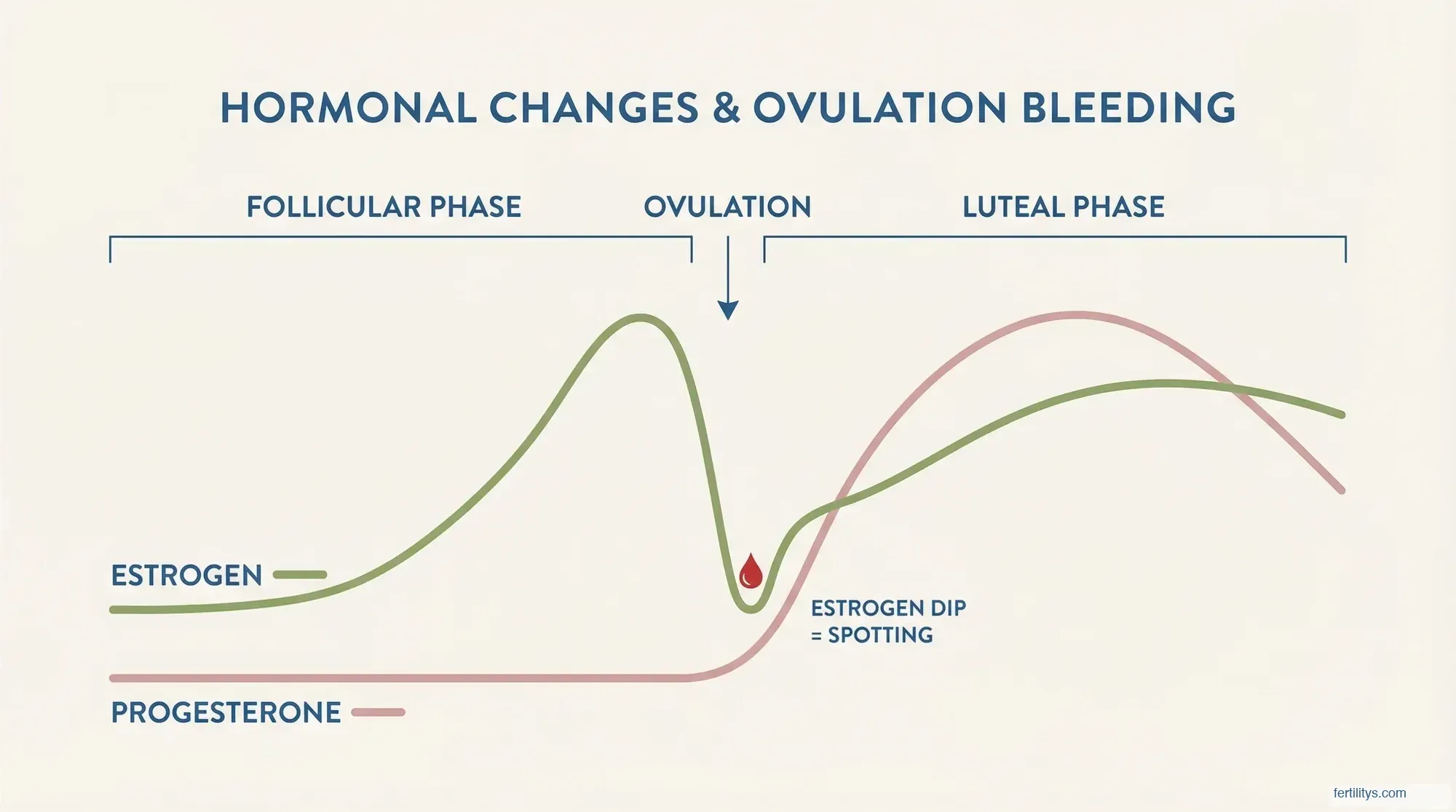 Hormone timeline diagram showing oestrogen dip at ovulation that causes mid-cycle spotting