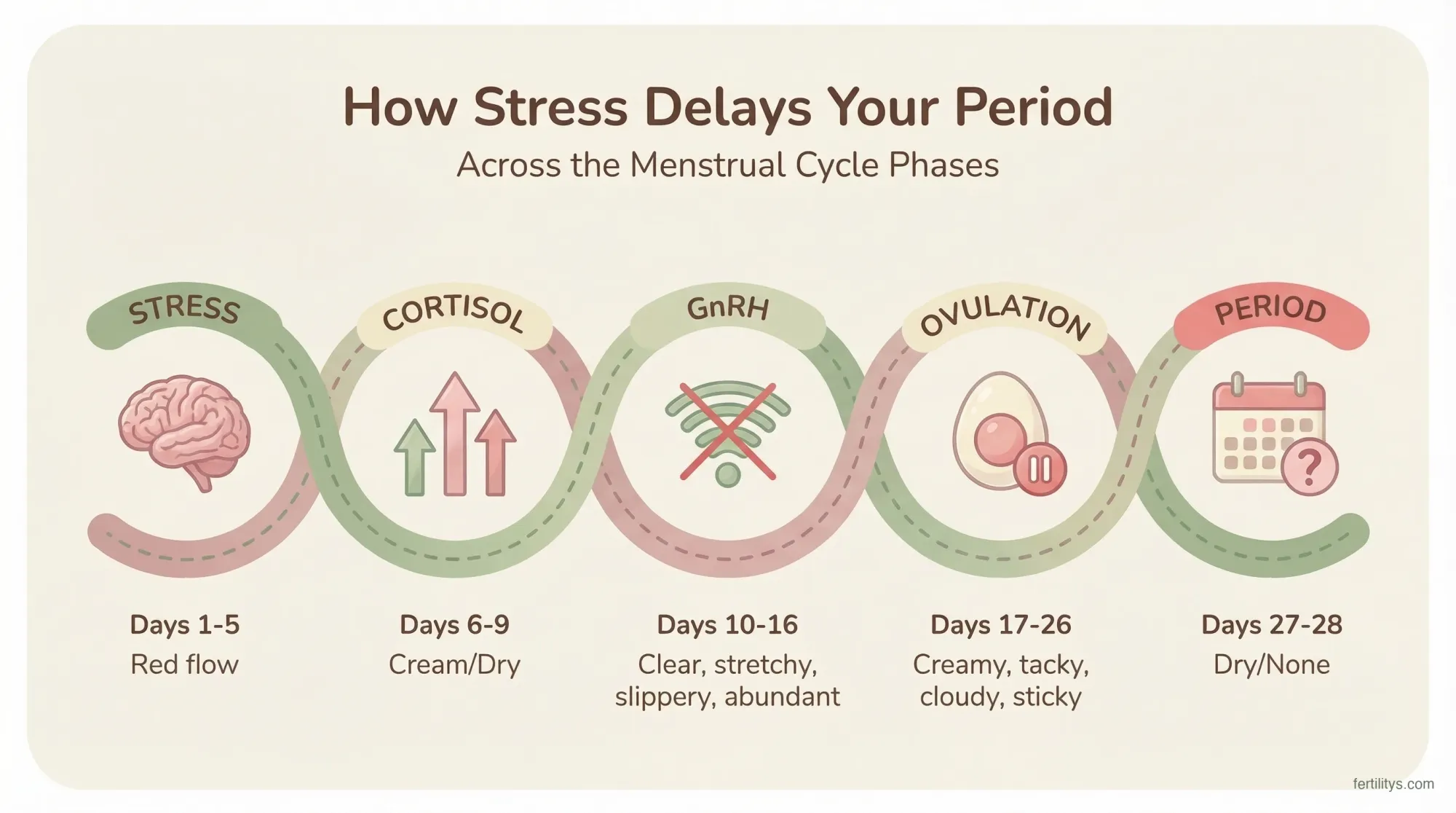 Botanical watercolour infographic showing how stress delays your period through the HPA axis in 5 stages