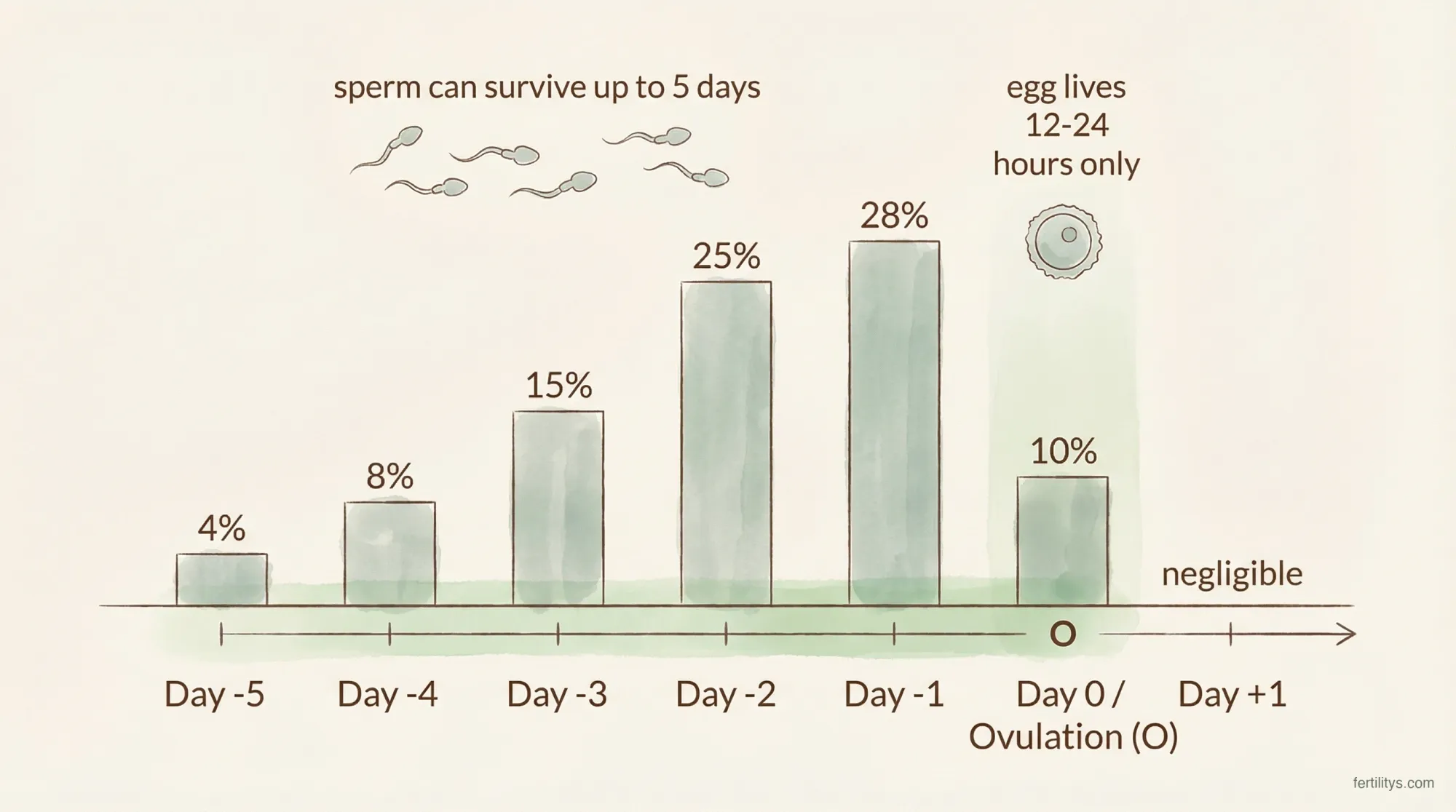 Fertile window probability chart showing day-by-day conception chances relative to ovulation
