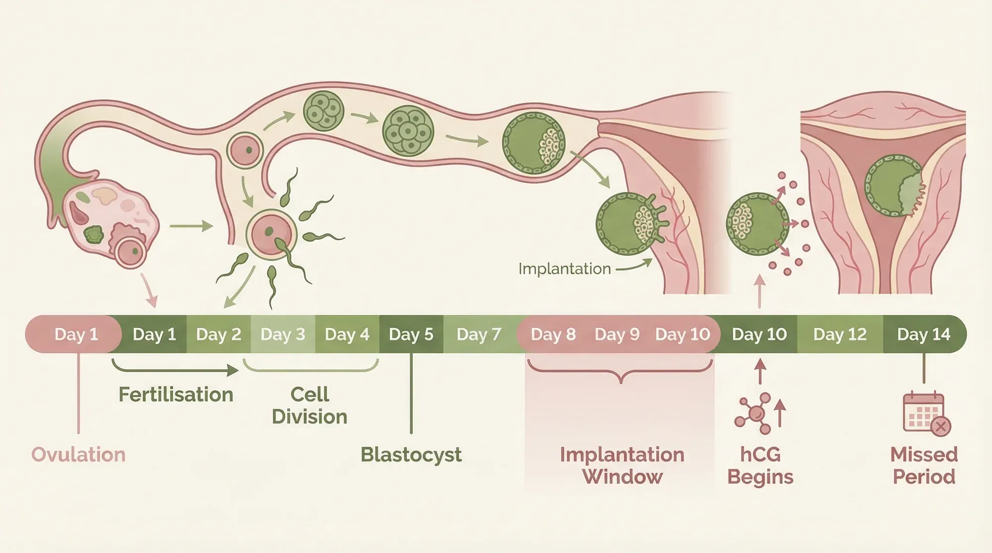 Timeline showing when the earliest pregnancy symptoms typically appear from conception to missed period