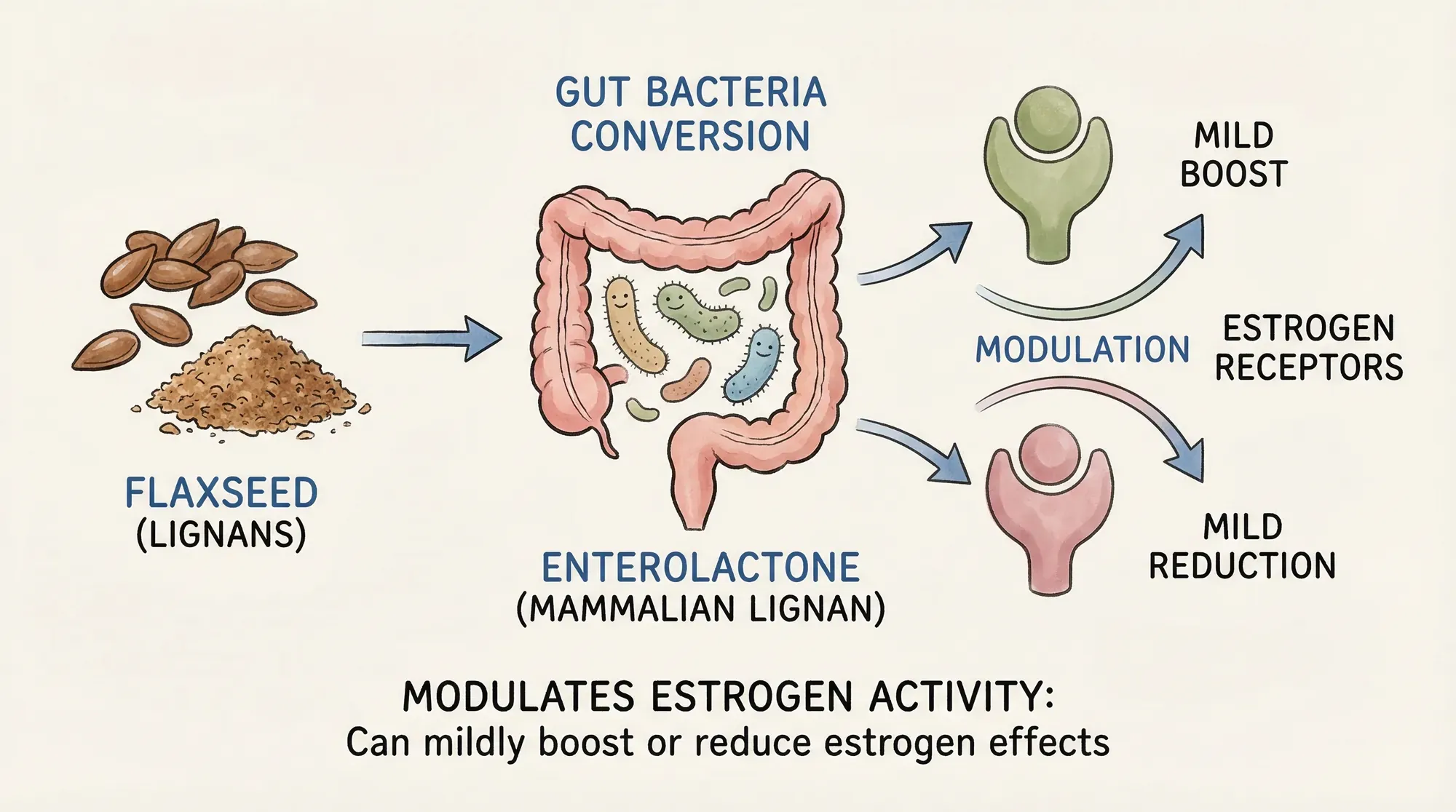 How flaxseed lignans interact with oestrogen receptors