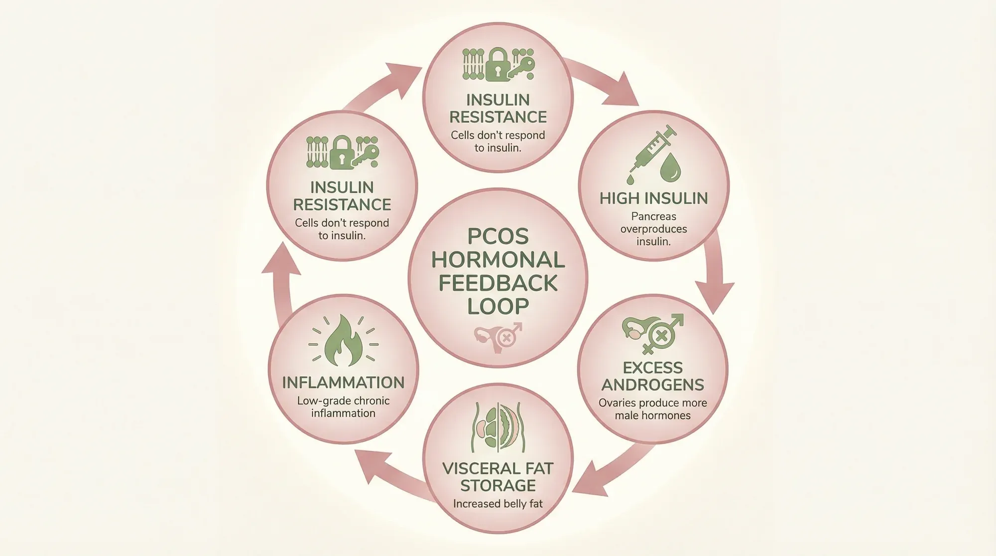 The PCOS insulin resistance cycle and its effect on belly fat