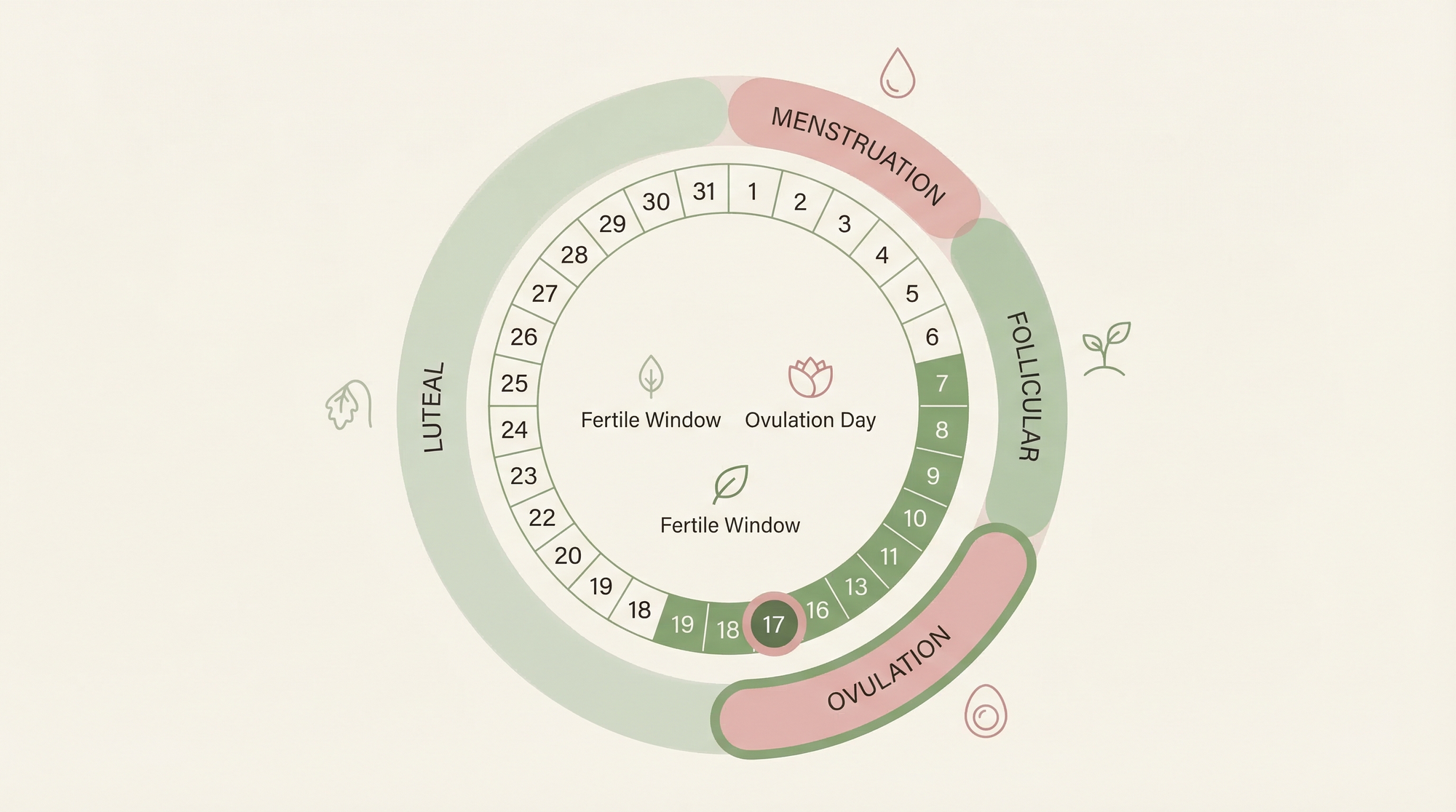 Menstrual cycle diagram showing fertile window and ovulation day with phase labels